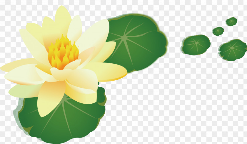 Yellow Lotus Nelumbo Nucifera Leaf PNG