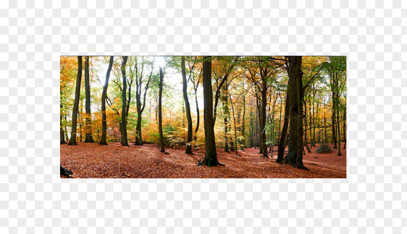 Forest Scenes Autumn Photography Royalty-free PNG