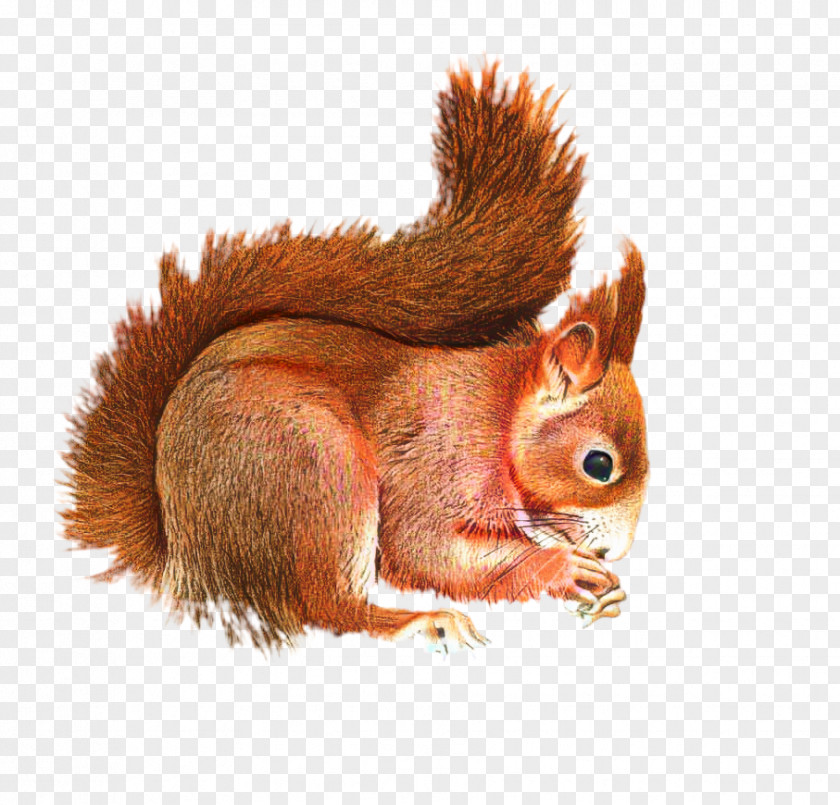 Squirrel Clip Art GIF Image PNG