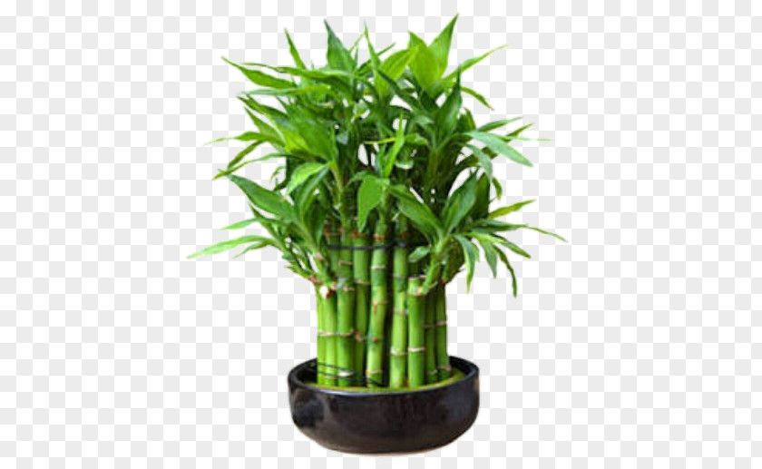 Chiang Mai Lucky Bamboo Tropical Woody Bamboos Houseplant Rhapis Excelsa PNG