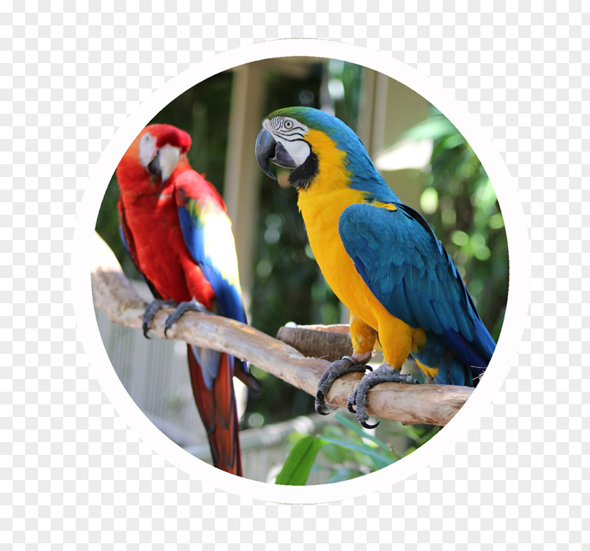 Coconut Grove Real Estate Condominium Macaw Key Biscayne Building PNG