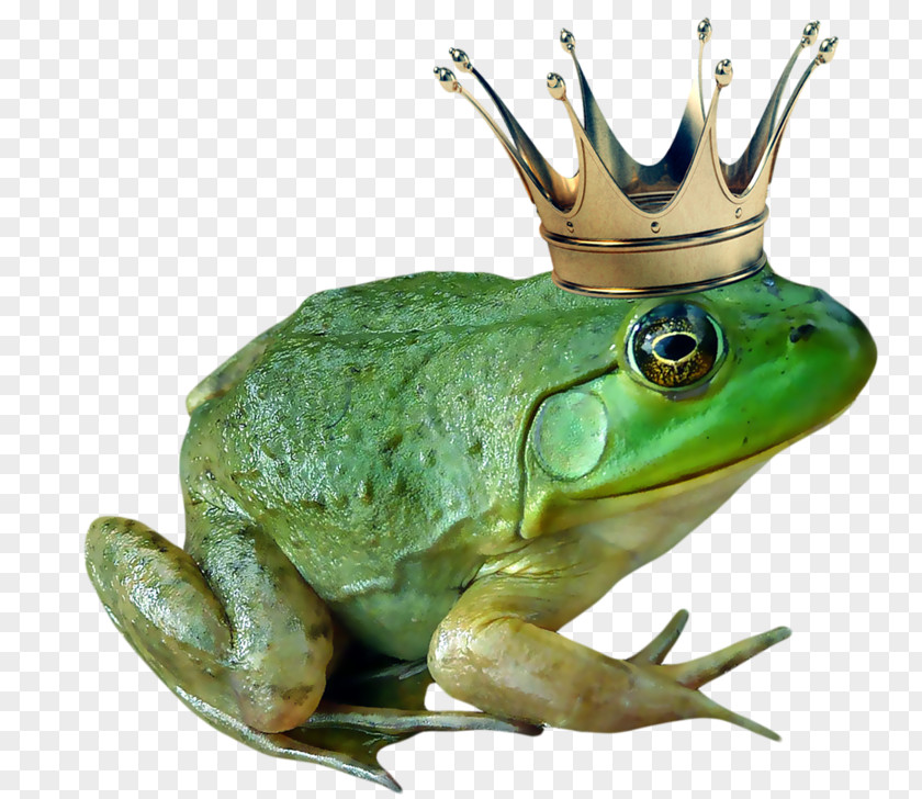 Frog The Prince Tiana American Bullfrog PNG