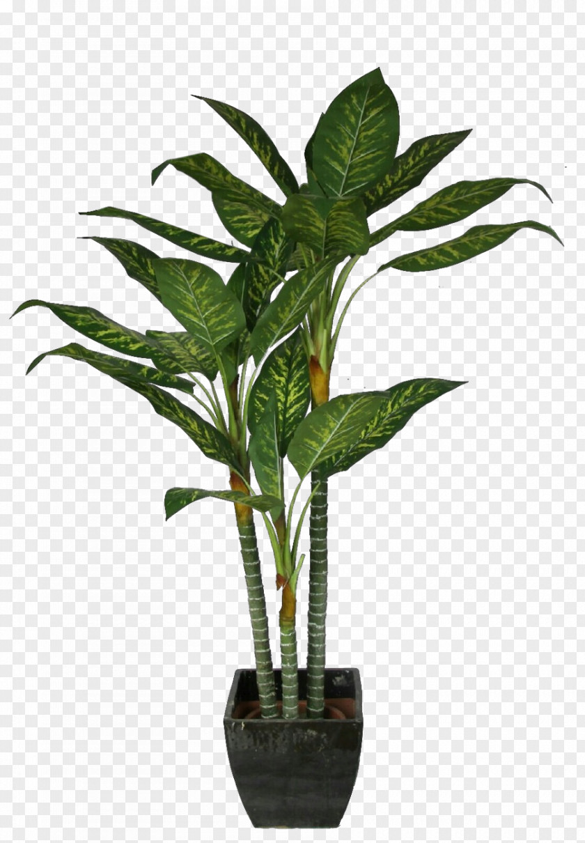 Palm Trees Coconut Bonsai Plants PNG