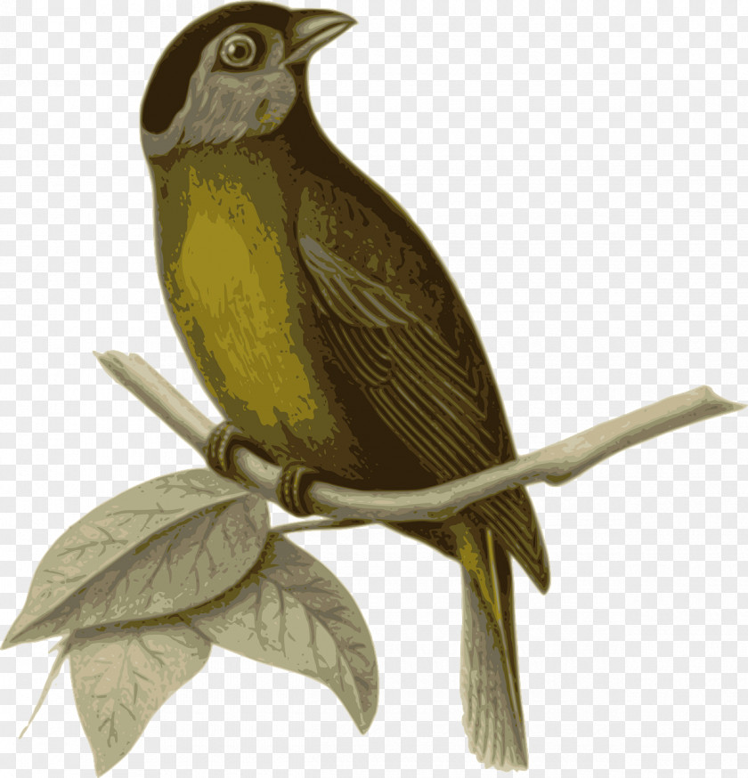 Sparrow On Branch Bird Clip Art PNG