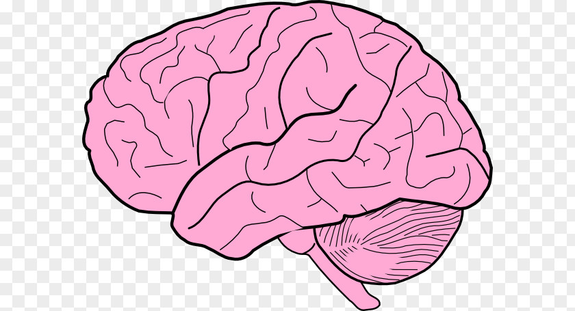 Brain Cliparts Human Drawing Free Content Clip Art PNG