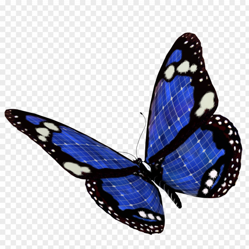Butterfly Blue Color PNG