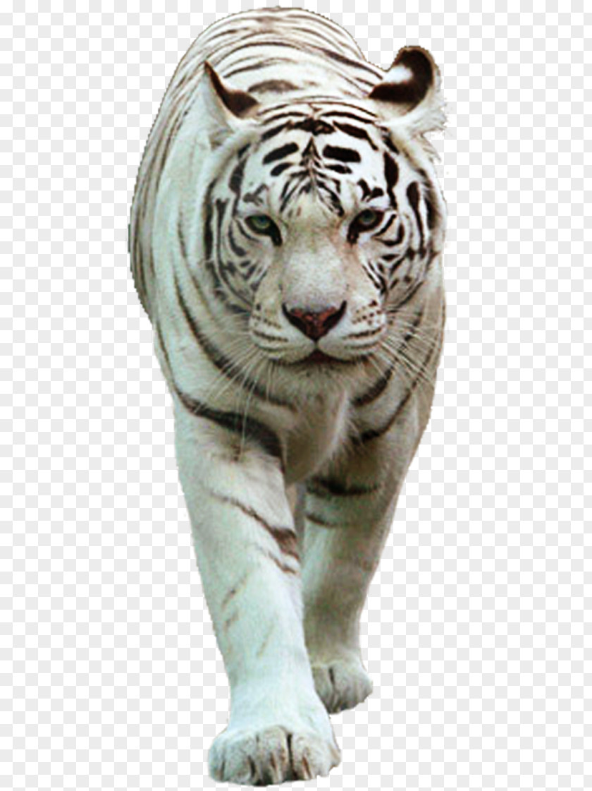 Cat Felidae White Tiger Lion PNG
