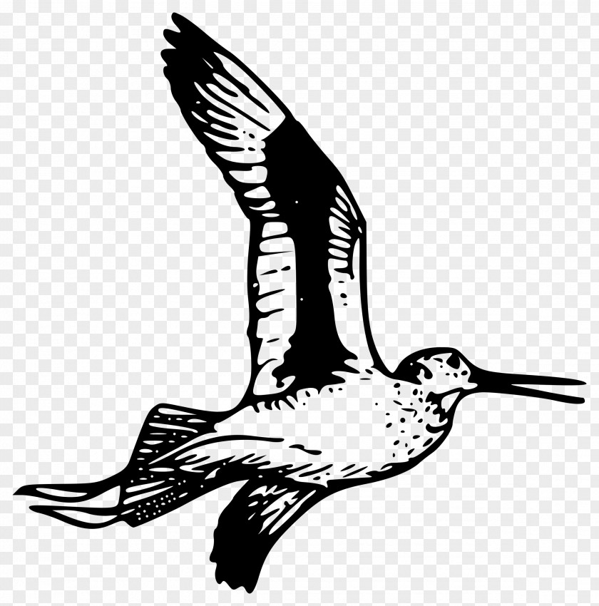Crane Bird Drawing Clip Art PNG