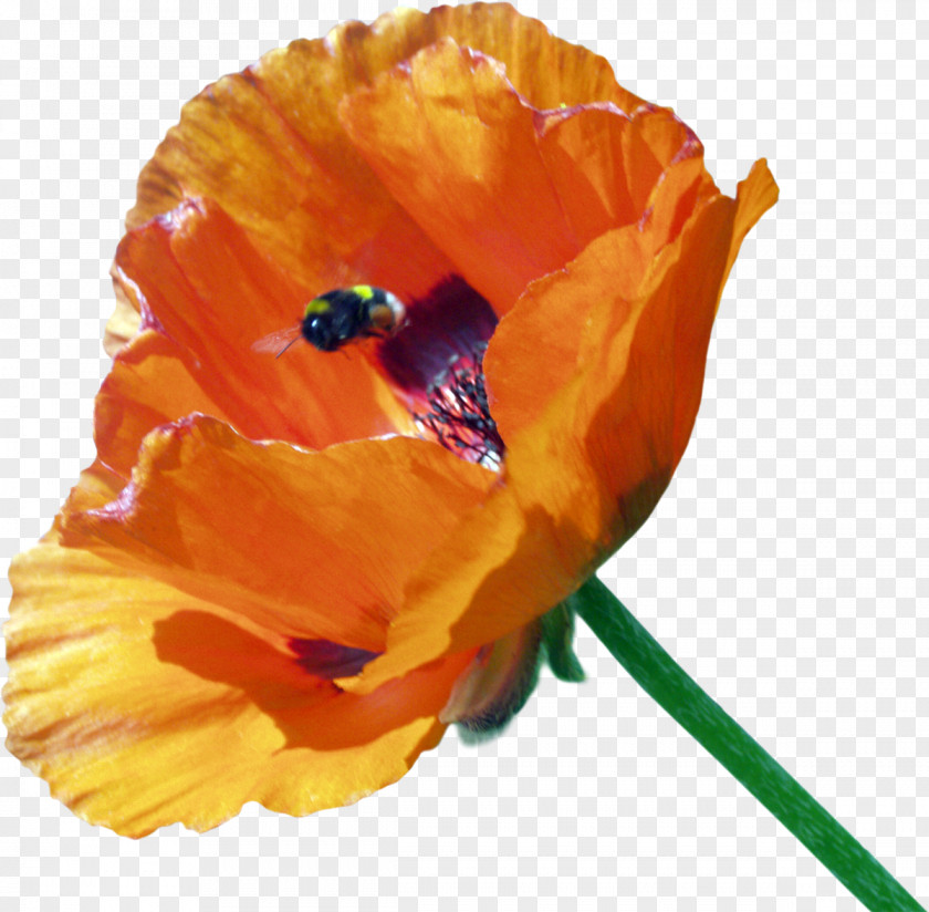 Poppy Flower Clip Art PNG
