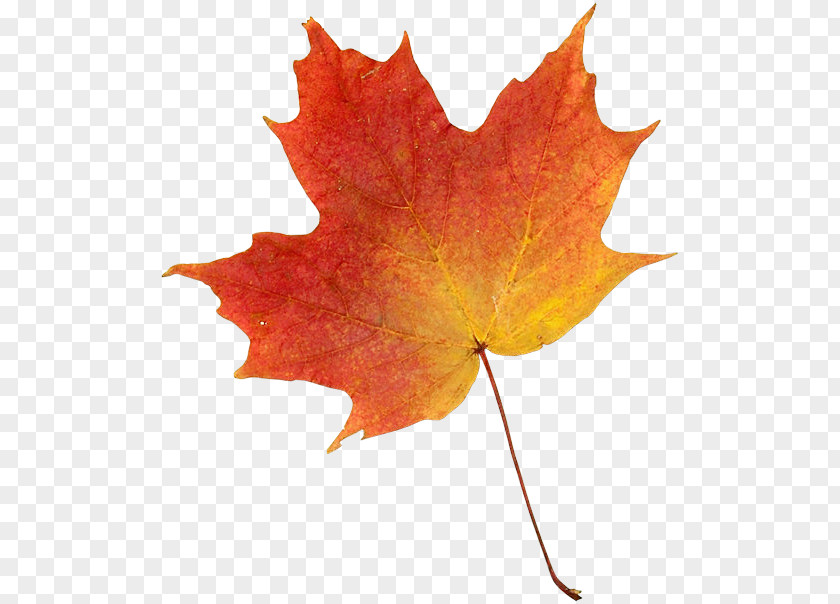 Autumn Drawing Leaf Color Clip Art PNG