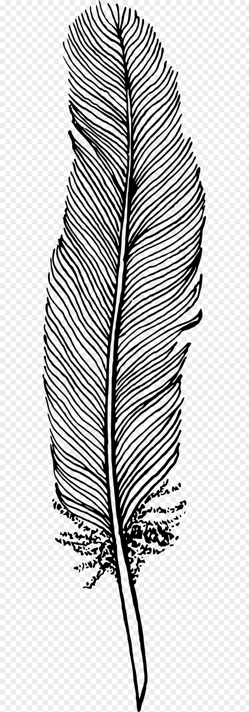 Feather Drawing Bird Clip Art PNG