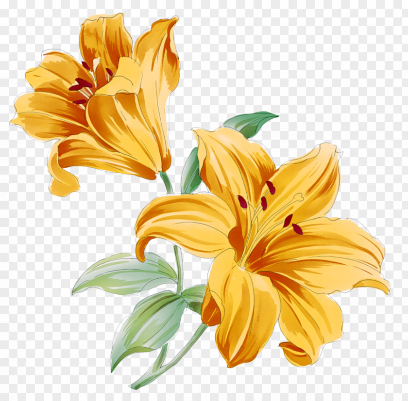 Flower Lilium PNG