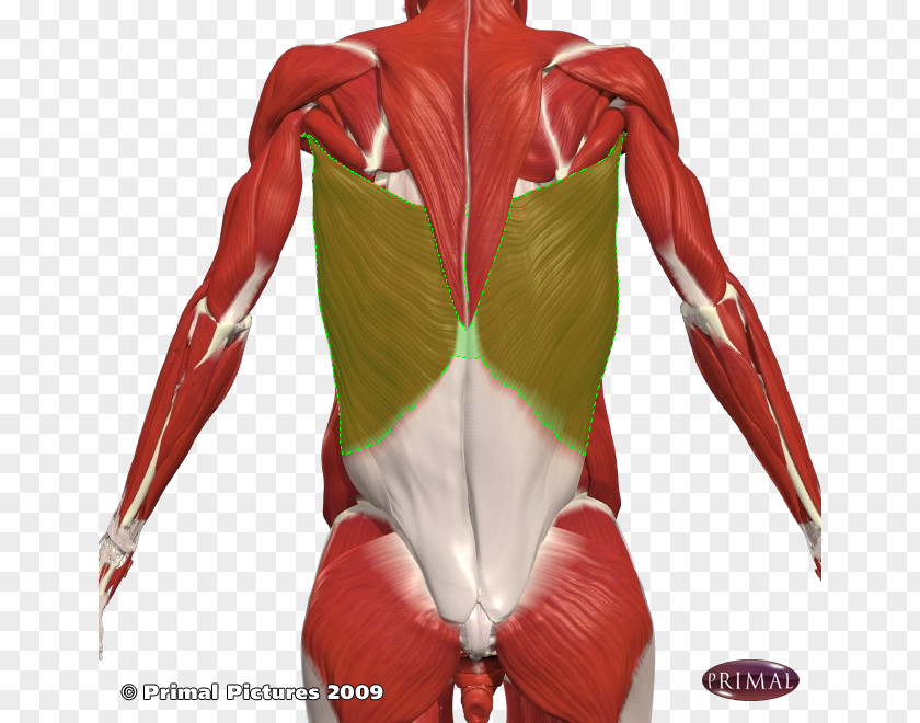 Shoulder Latissimus Dorsi Muscle Human Back Intercostal PNG