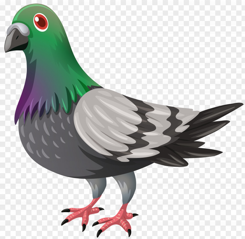 DOVE Columbidae Domestic Pigeon Clip Art PNG