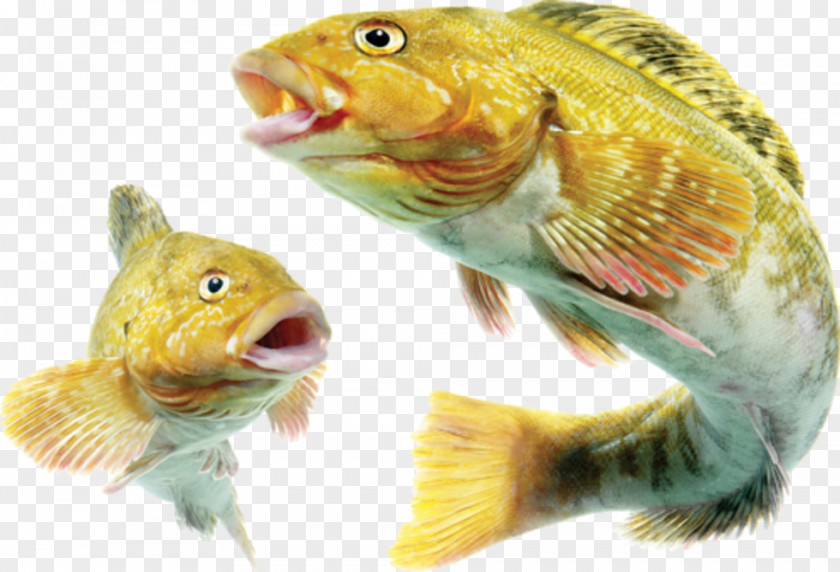 Fish Angelfish Bony Fishes Seafood PNG