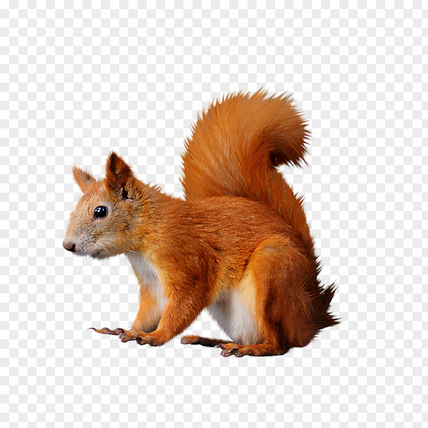 Squirrel Computer Mouse Clip Art PNG