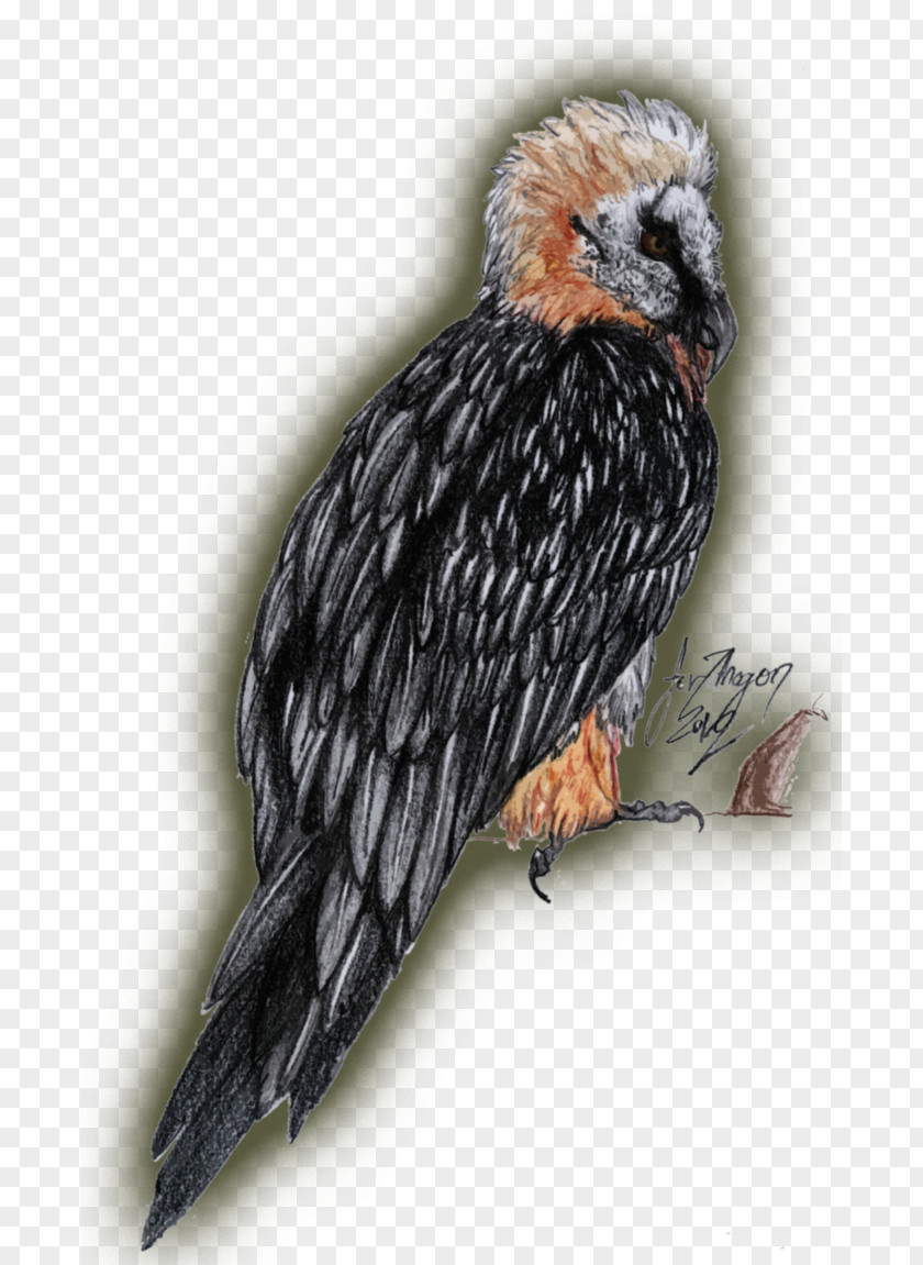 Bearded Dragon Turkey Vulture Bird Of Prey PNG