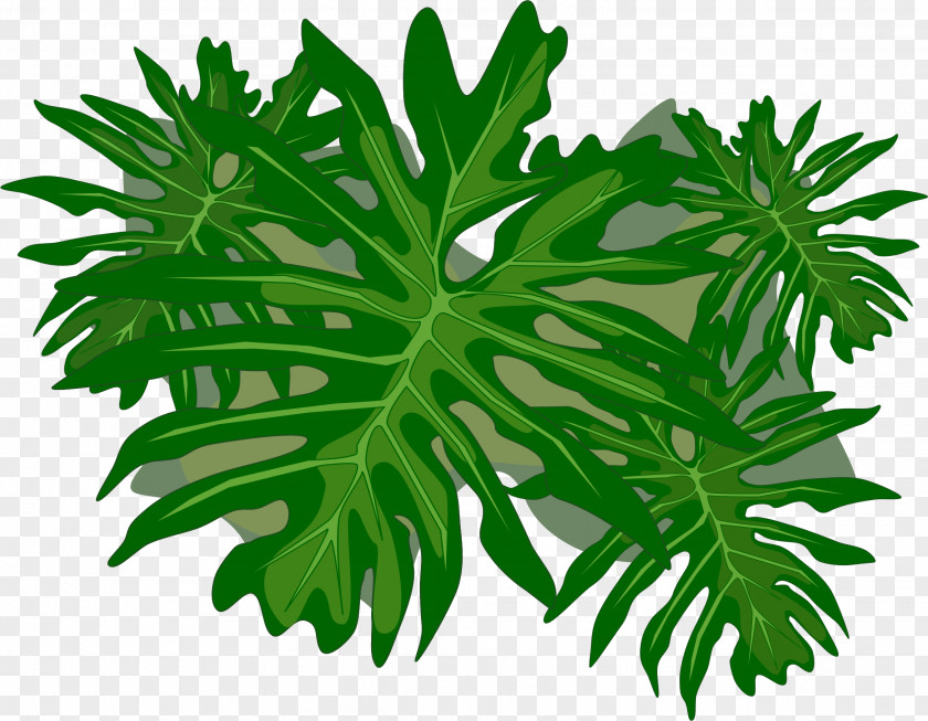 Folha Plant Philodendron Leaf Clip Art PNG