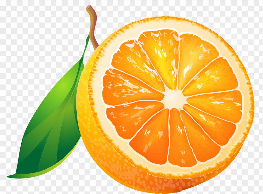 Grapefruit Fruit Orange Tangerine Clip Art PNG