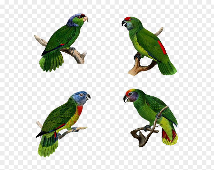 Macaw Parrot Bird Parakeet Pet PNG