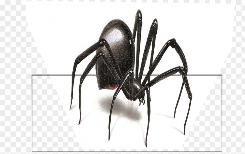 Black Widow Wall Decal Sticker Spider PNG