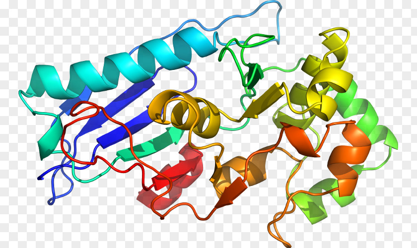 BUB1B Protein Kinase Threonine Gene PNG