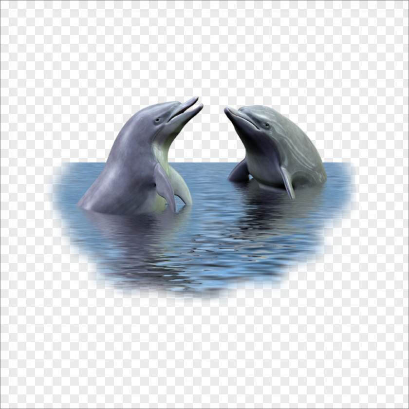 Dolphin Picture Frame PNG