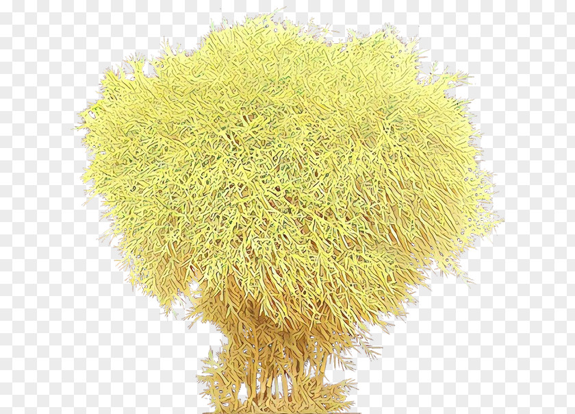 Plant Grass PNG