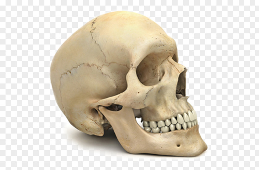 Skull Human Skeleton Body Anatomy PNG