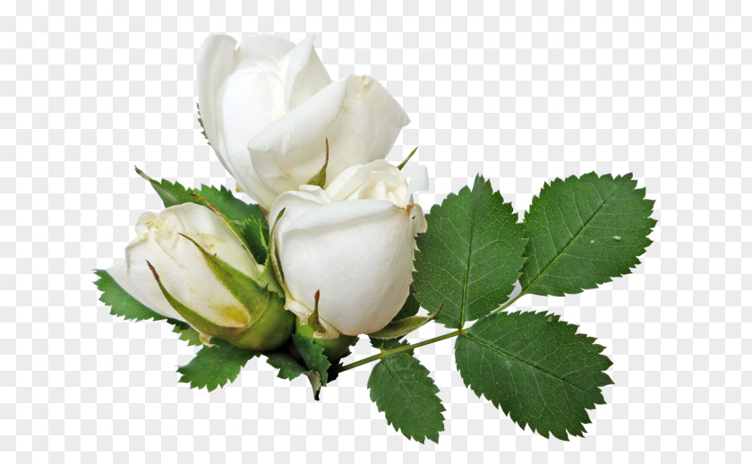 White Roses Rose Flower Clip Art PNG