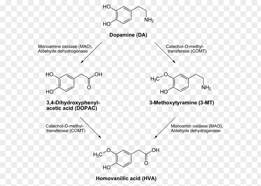 Dopamine Transporter Catecholamine Dopaminergic Pathways Levodopa PNG