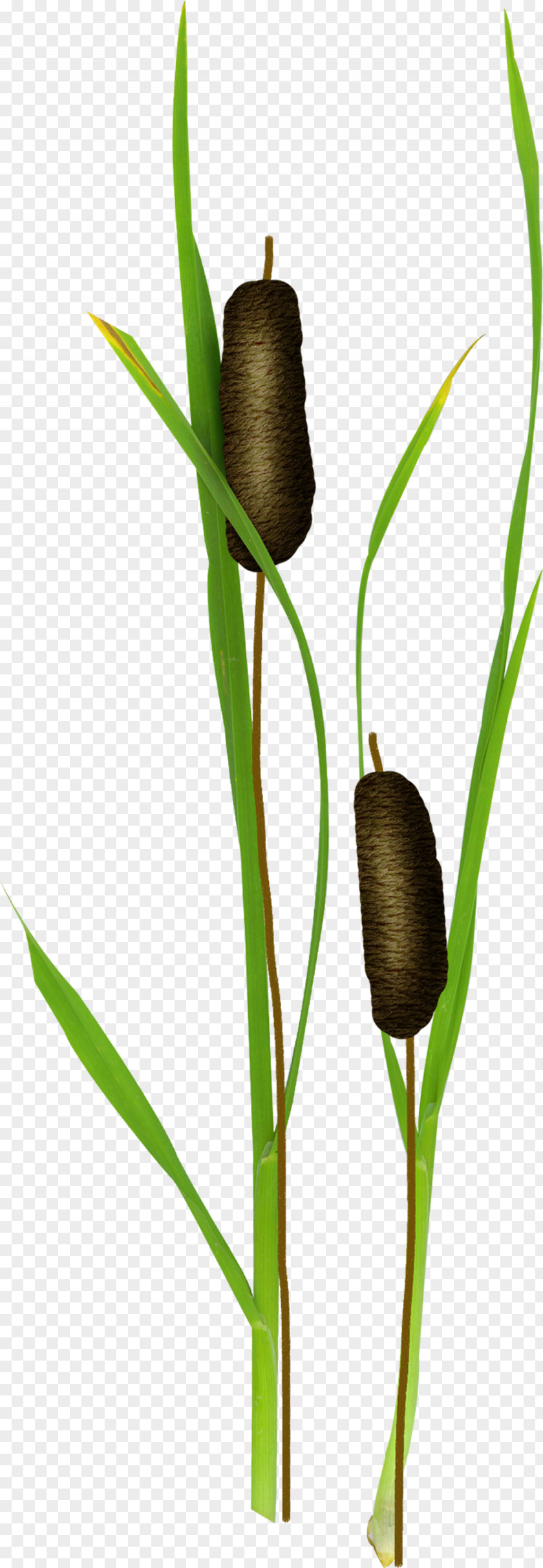 Green Water Candles Typha Orientalis Candle Light PNG