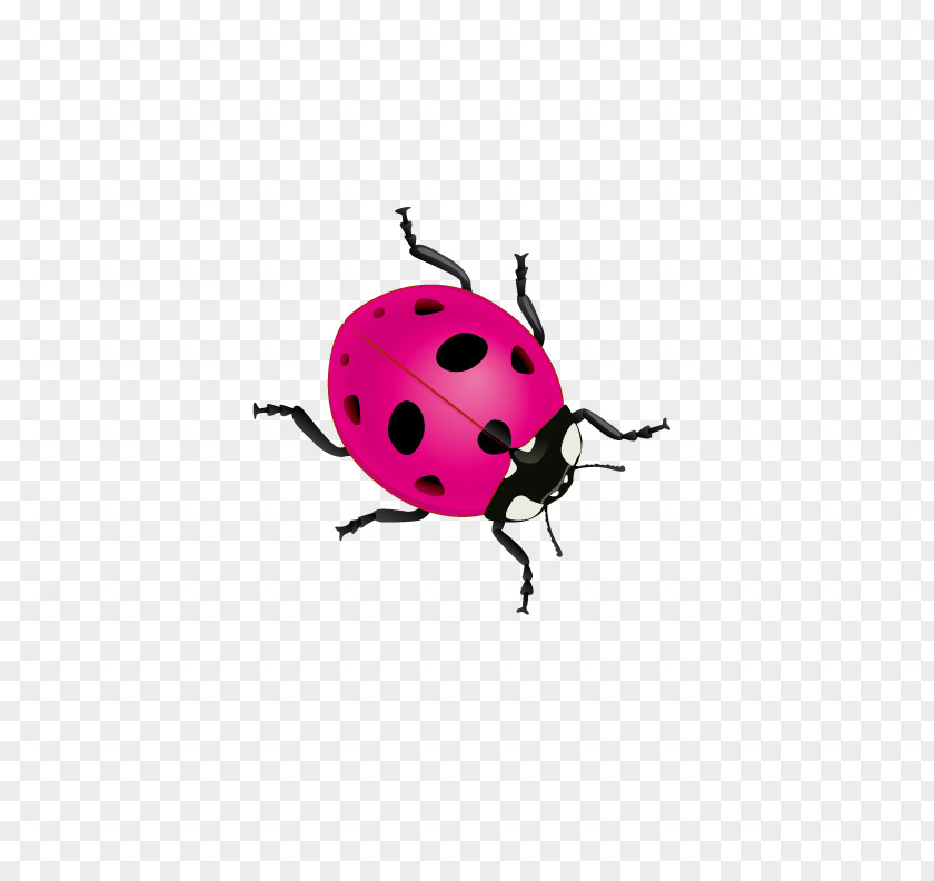 Pink Ladybug Beetle Ladybird Coccinella Septempunctata PNG