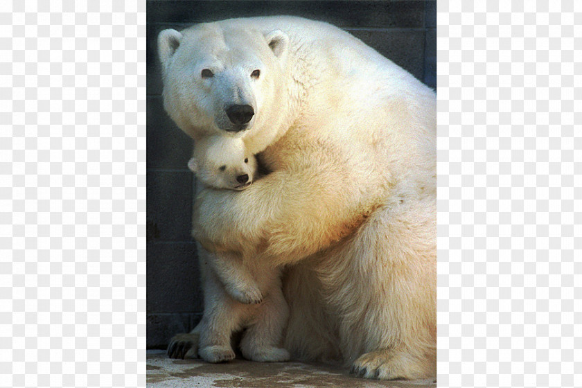 Polar Bear Louisiana Black Hug Grizzly PNG