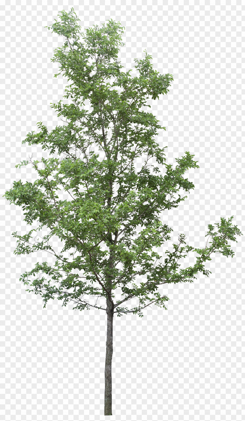 Tree Image DOT PNG