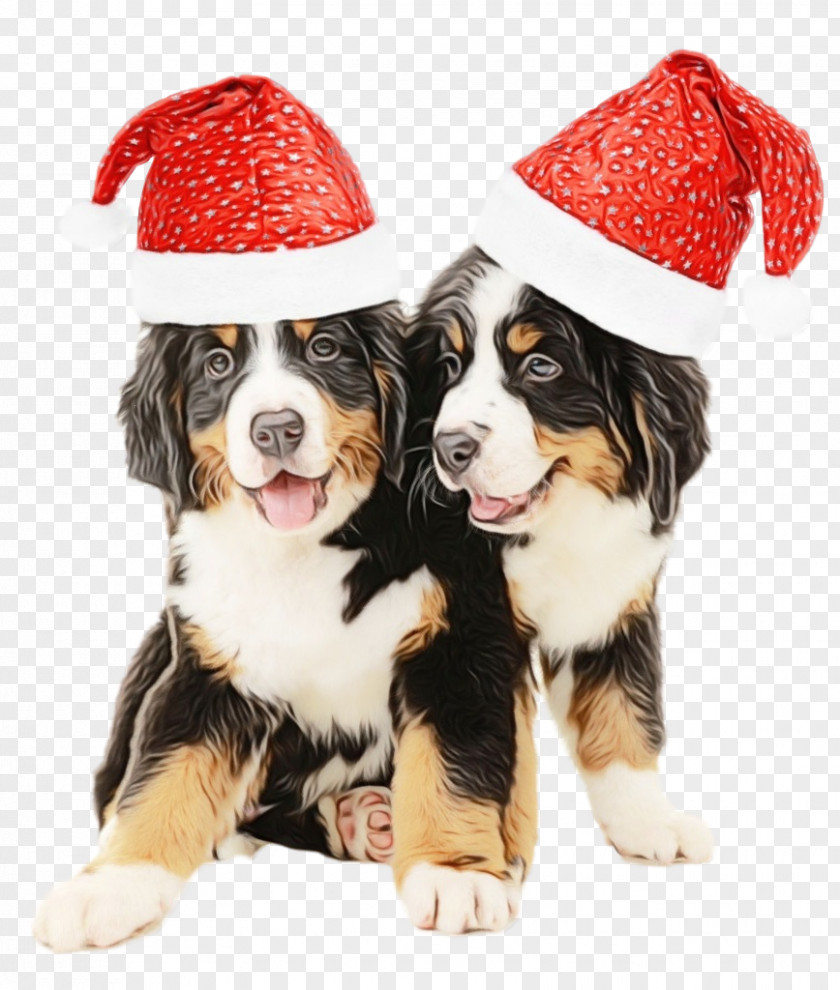 Dog Bernese Mountain Working Companion Puppy PNG