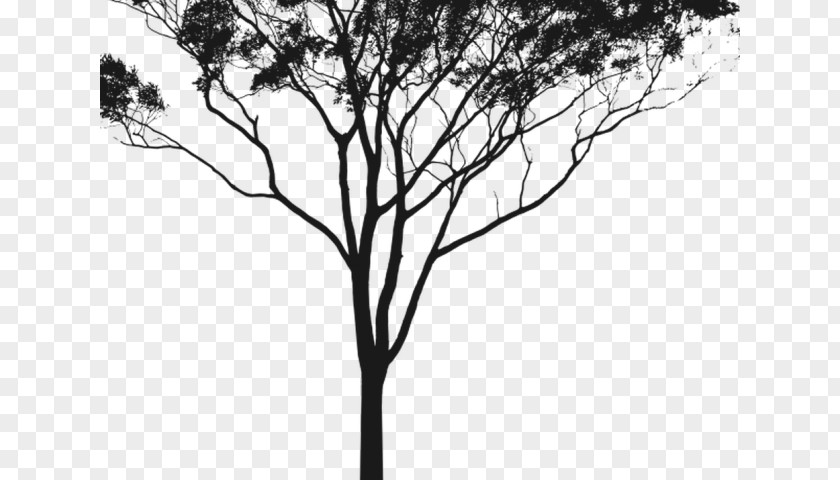 Drawing Of Australia Eucalyptus Gum Trees Clip Art Silhouette PNG
