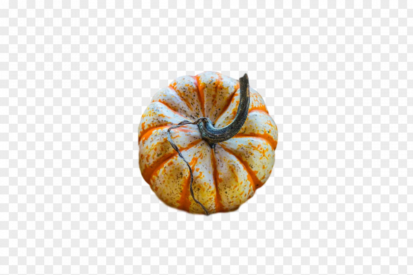 Squash Winter Gourd Nautiluses 0jc PNG