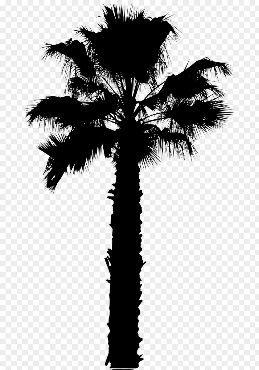 Asian Palmyra Palm Trees Image PNG