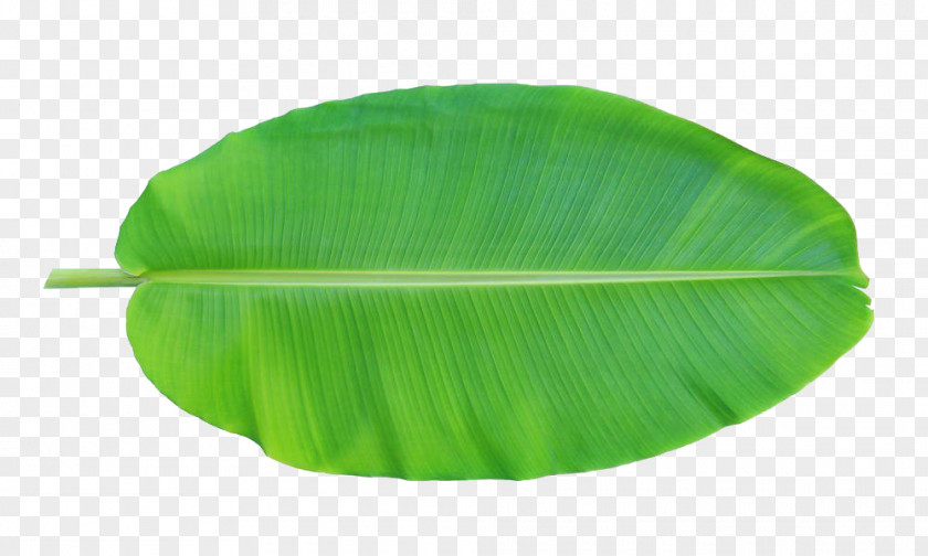 Banana Leaves Positive Leaf Musa Basjoo Xd7 Paradisiaca PNG