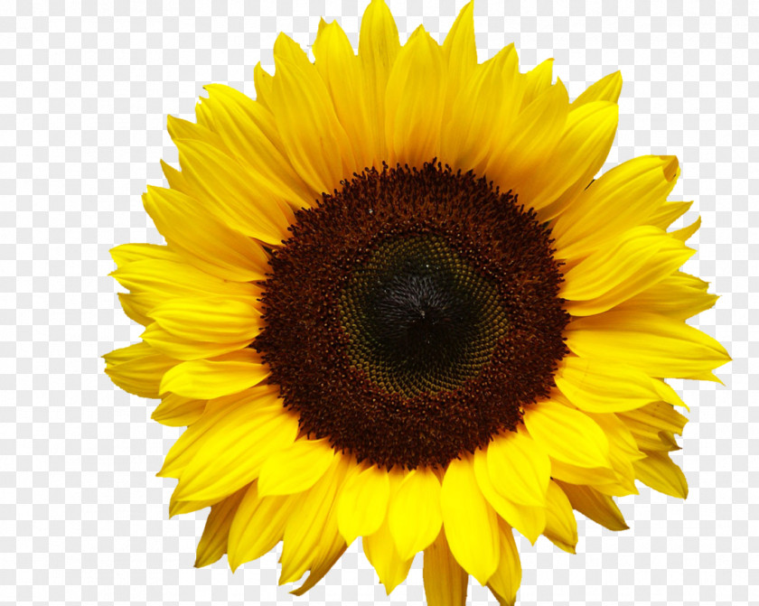 Sunflower Oil Download Common Clip Art PNG