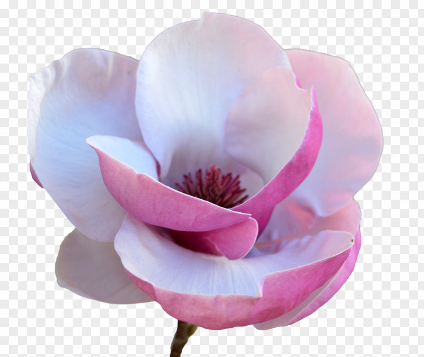 Tulip Petal Photography Flower PNG