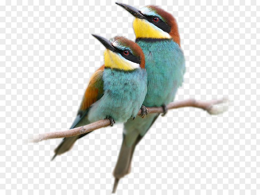 Bird Bee-eater European Robin Clip Art PNG