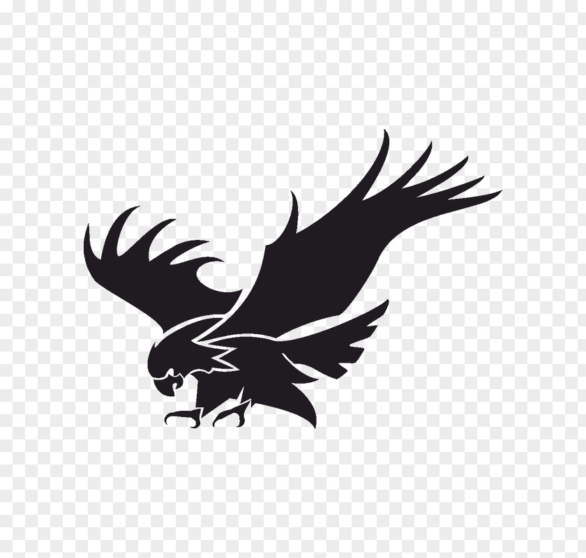 Eagle Bald PNG