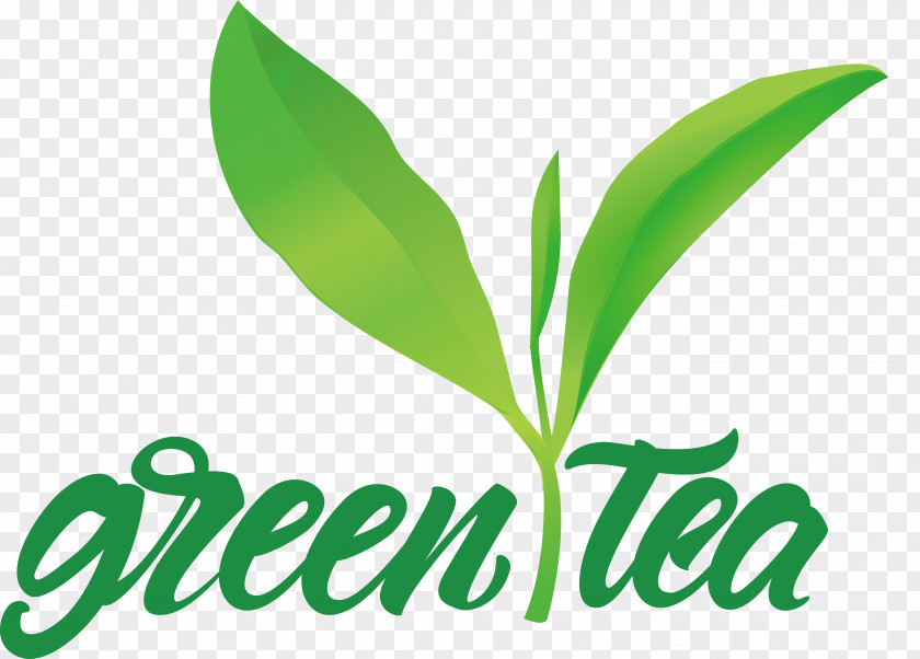 Leaf Plant Stem Logo Font Herbal Medicine PNG