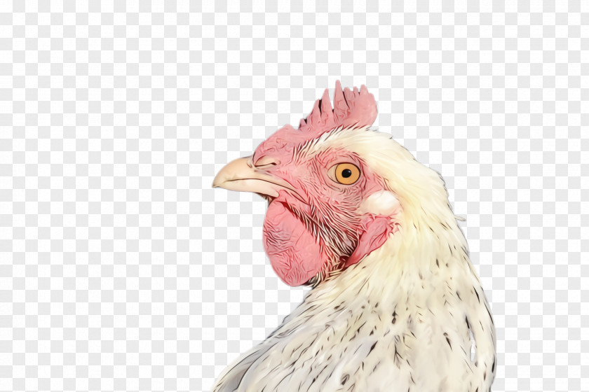 Livestock Nose Chicken Bird Rooster Comb Beak PNG