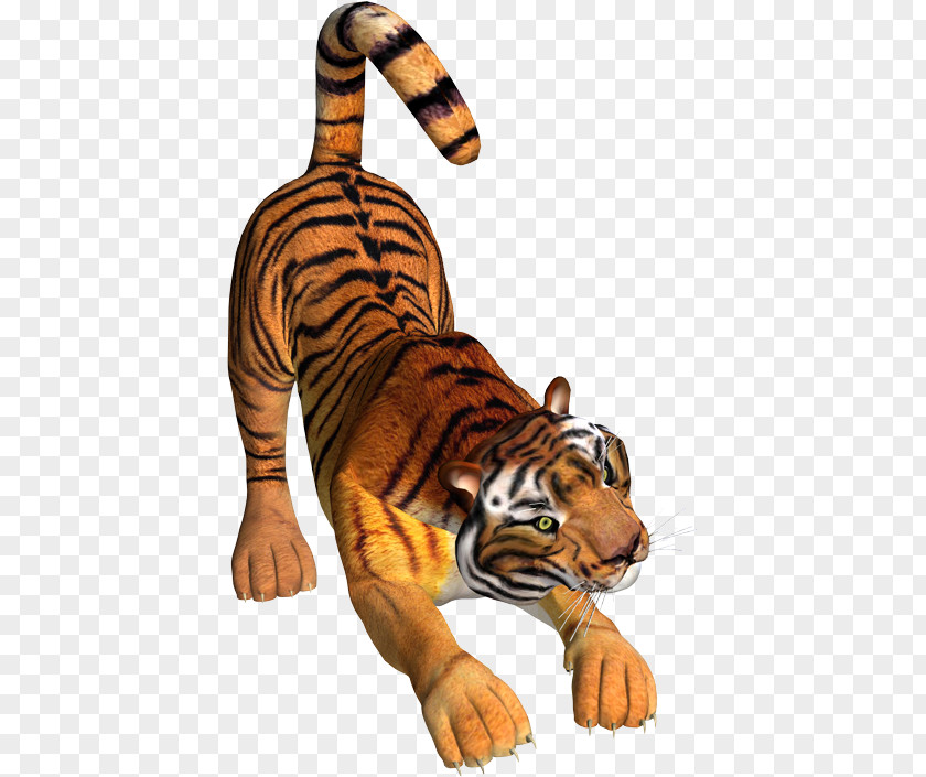Tiger Lion Wildcat Felidae PNG