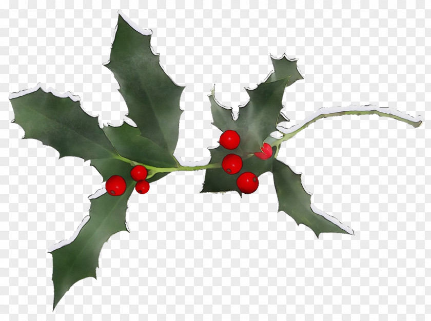 Tree Hollyleaf Cherry Holly PNG