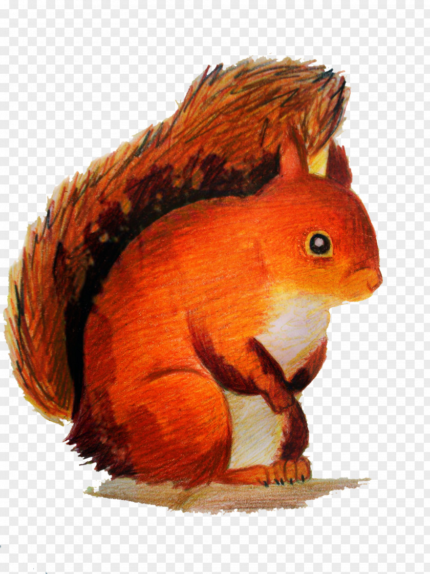 Tree Squirrel Clip Art Rodent PNG