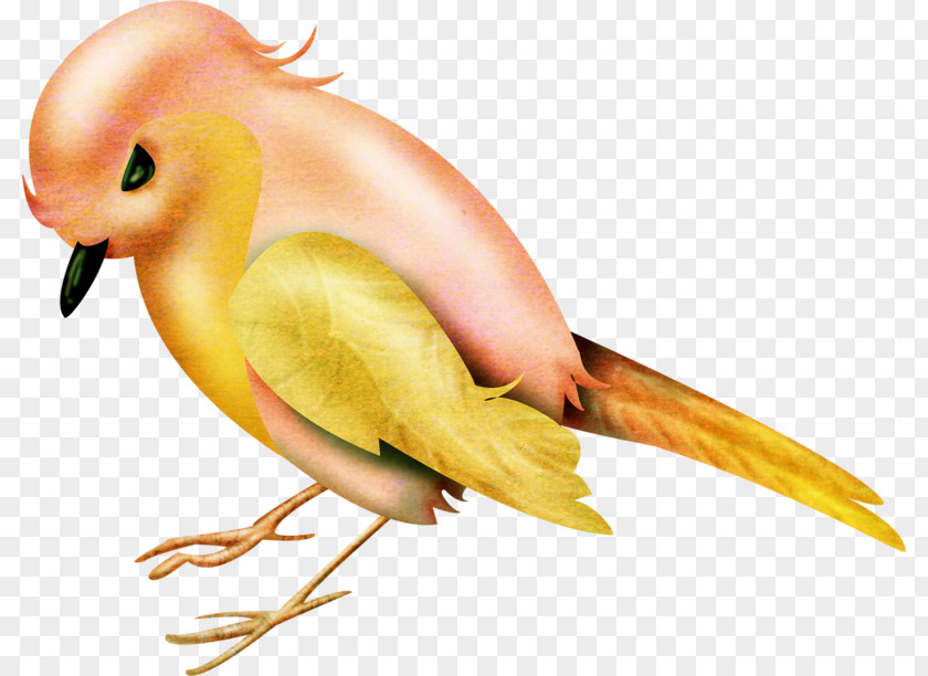 Bird Lovebird PNG